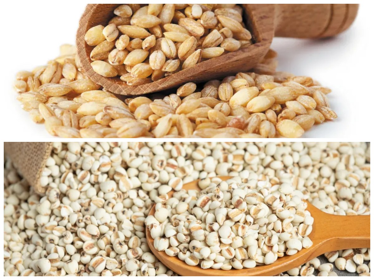 Barley, Si Kecil yang Kaya Nutrisi: Intip Segudang Khasiatnya untuk Tubuh Sehat