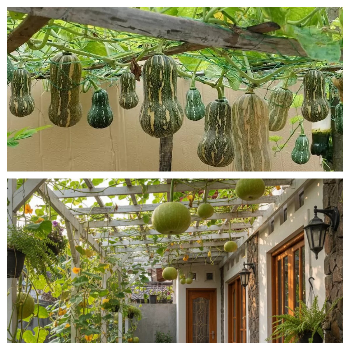 Kebun Labu Kuning Mini Merambat: Halaman Asri dan Produktif, Cocok untuk Rumah Modern