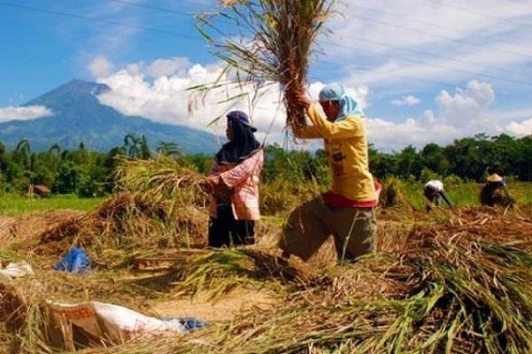 Harga Beli Gabah dari Bulog ke Petani Naik Rp250 per kg