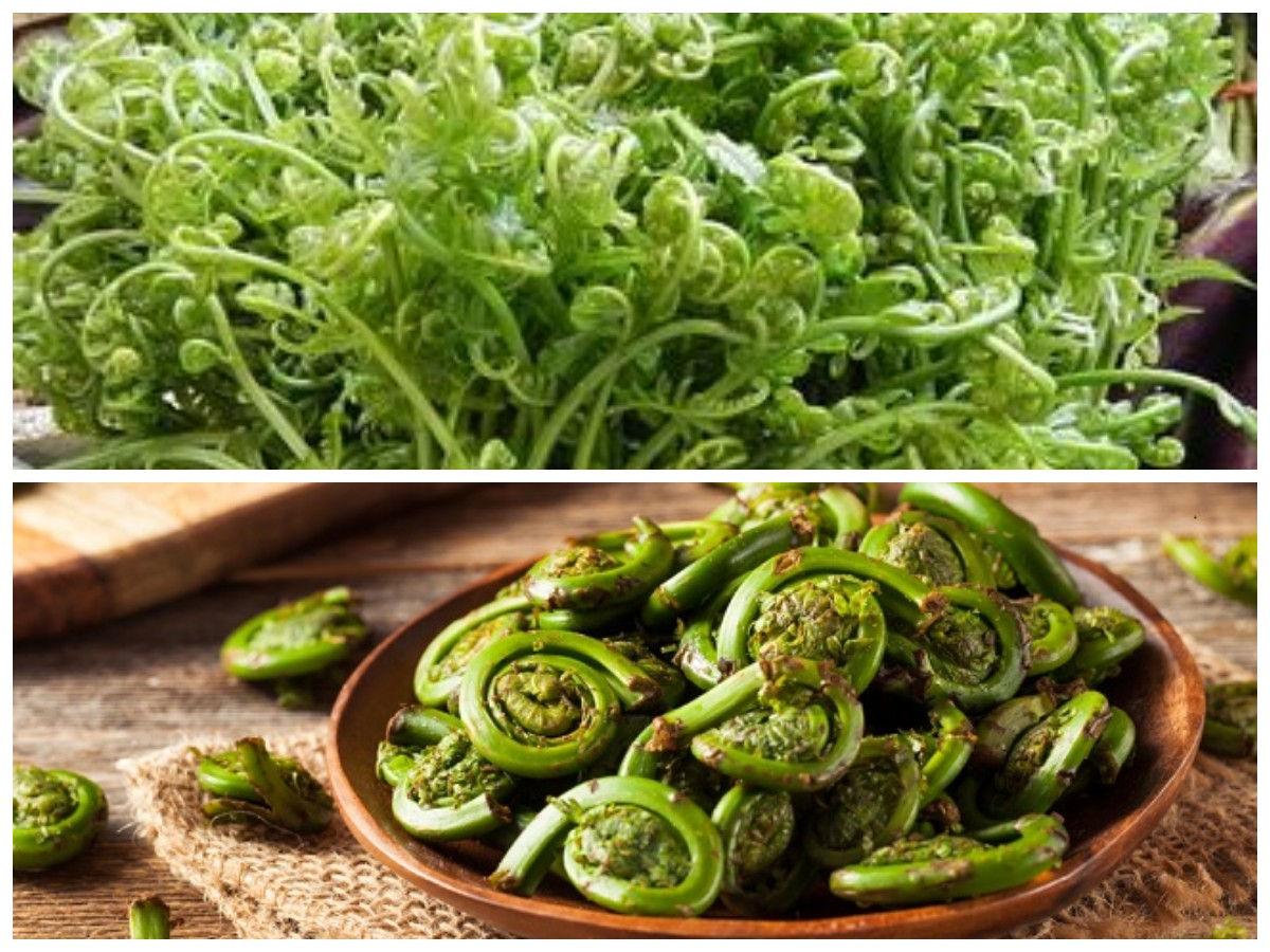 10 Khasiat Sayur Pakis untuk Kesehatan dan Daya Tahan Tubuh yang Lebih Kuat