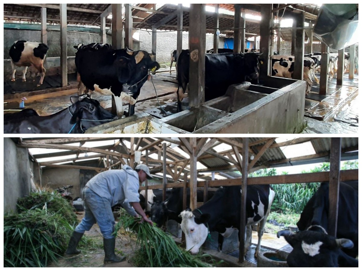 Inspirasi Kandang Sapi Kekinian: 7 Konsep Bersih dan Nyaman untuk Hasil Ternak Maksimal
