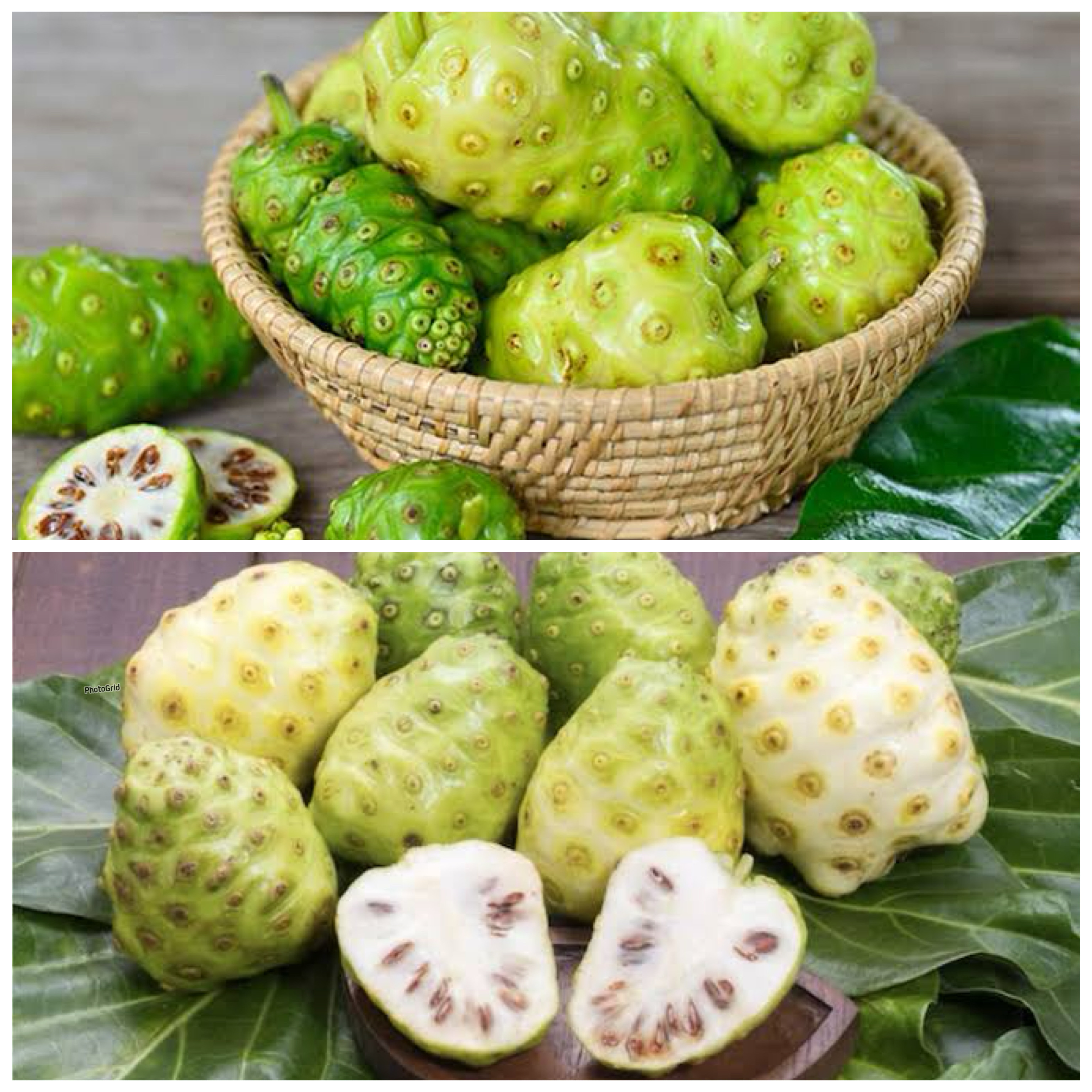 Rahasia Sehat dari Alam: Manfaat Buah Mengkudu bagi Kesehatan Tubuh Manusia!