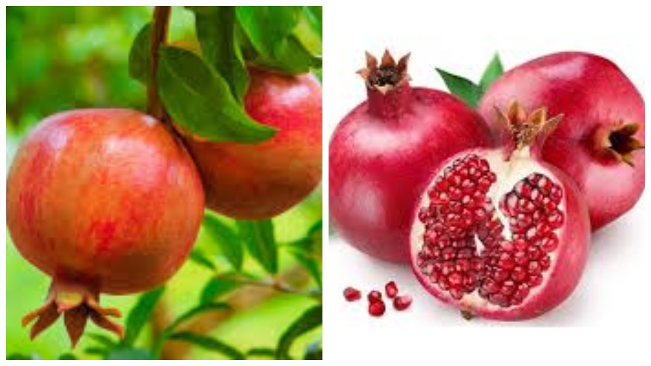 Manfaat Buah Delima, Salah Satunya Mengurangi Risiko Alzheimer