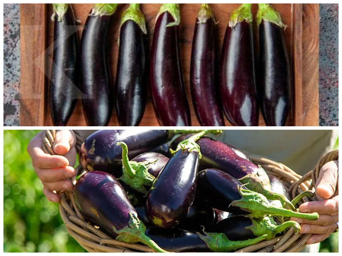 Terong untuk Tubuh Sehat: Khasiat dan Nutrisi yang Wajib Dicoba