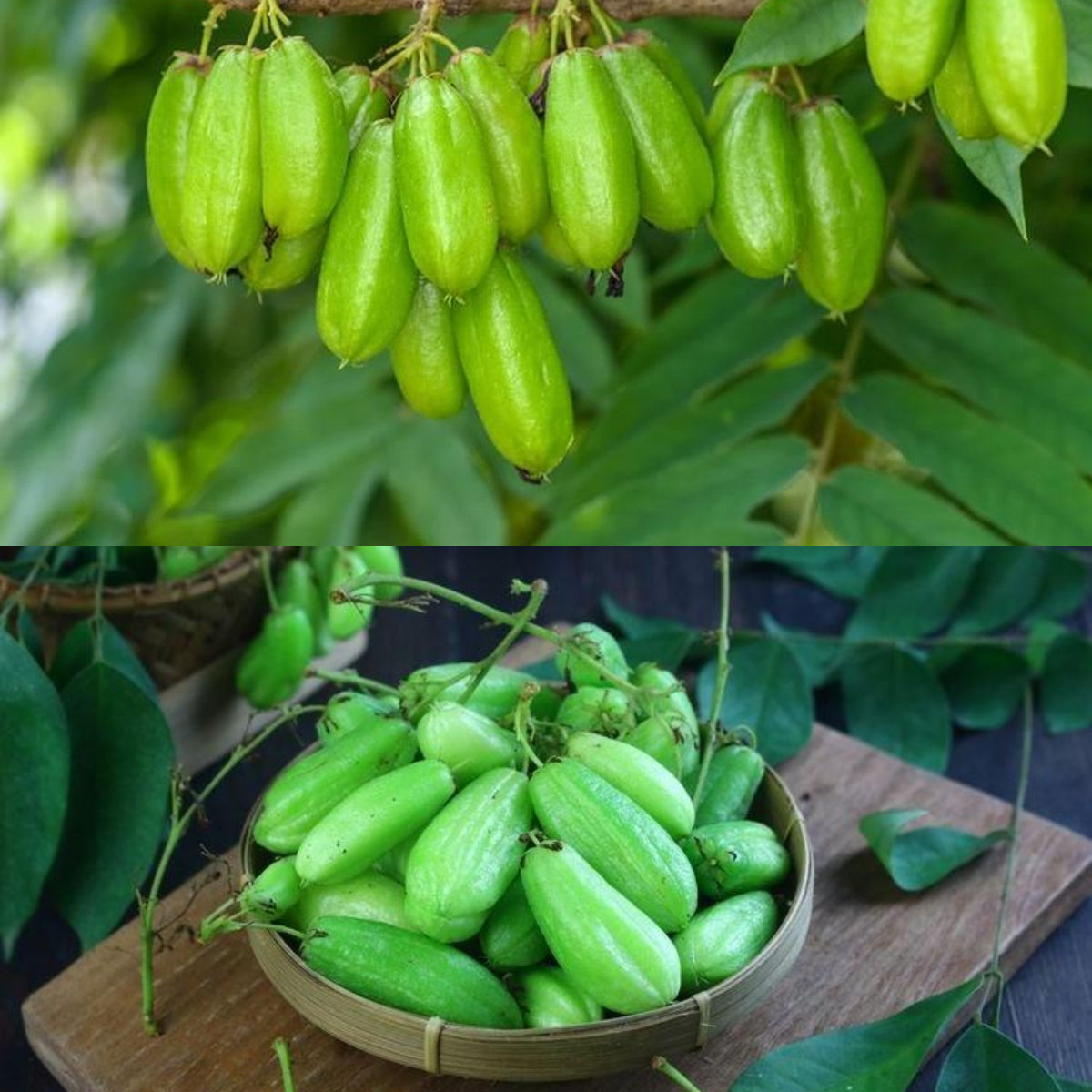 Beragam 7 Keuntungan Belimbing Wuluh bagi Kesehatan!