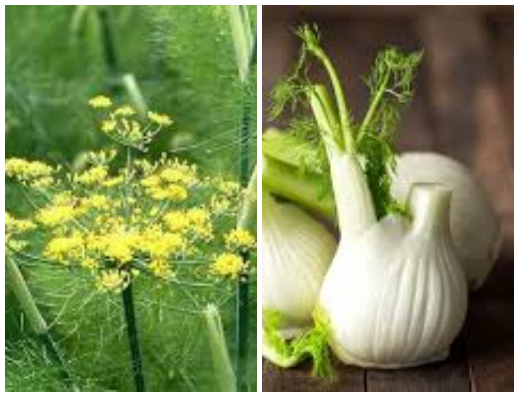 Aneka Manfaat Adas untuk Kesehatan