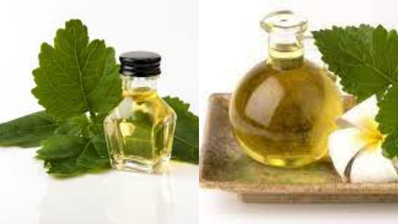 Perlu Kalian Tahu! Inilah 7 Manfaat Minyak Nilam Bagi Kesehatan Fisik dan Mental