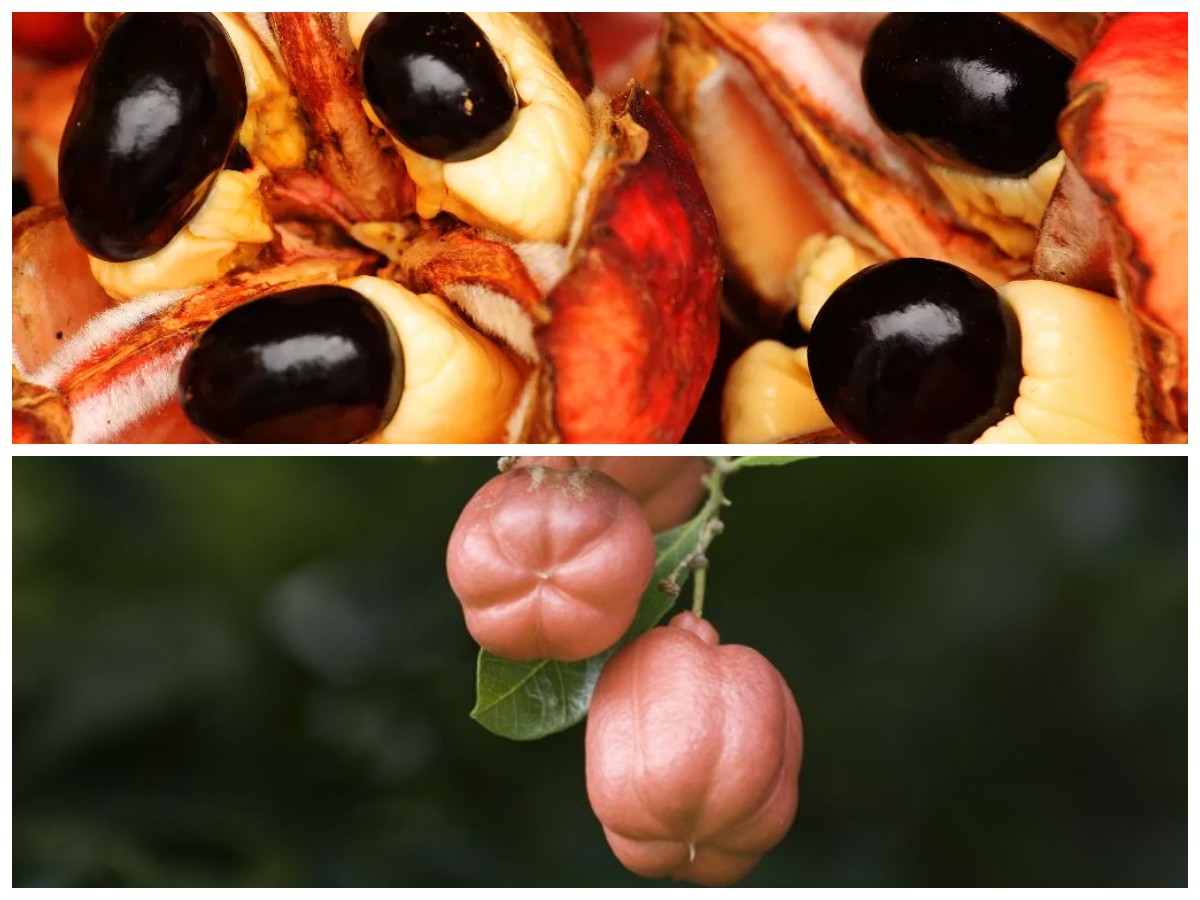 Buah Ackee: Manfaat dan Risiko yang Harus Diketahui Sebelum Dikonsumsi