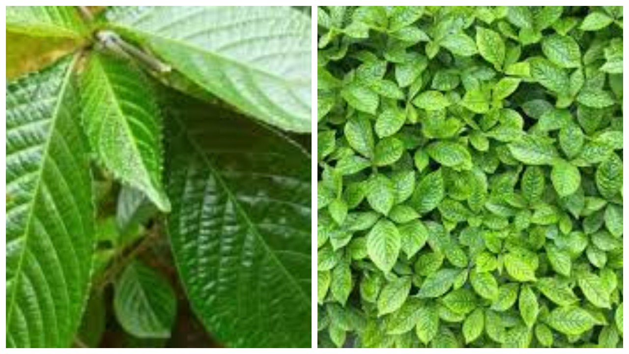 6 Khasiat Daun Keji Beling dan Cara Aman Mengonsumsinya