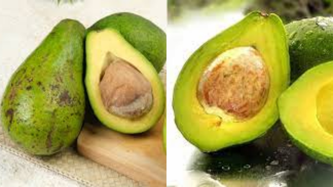 Manfaat Buah Alpukat Bagi Kesehatan Tubuh Dan Kulit 