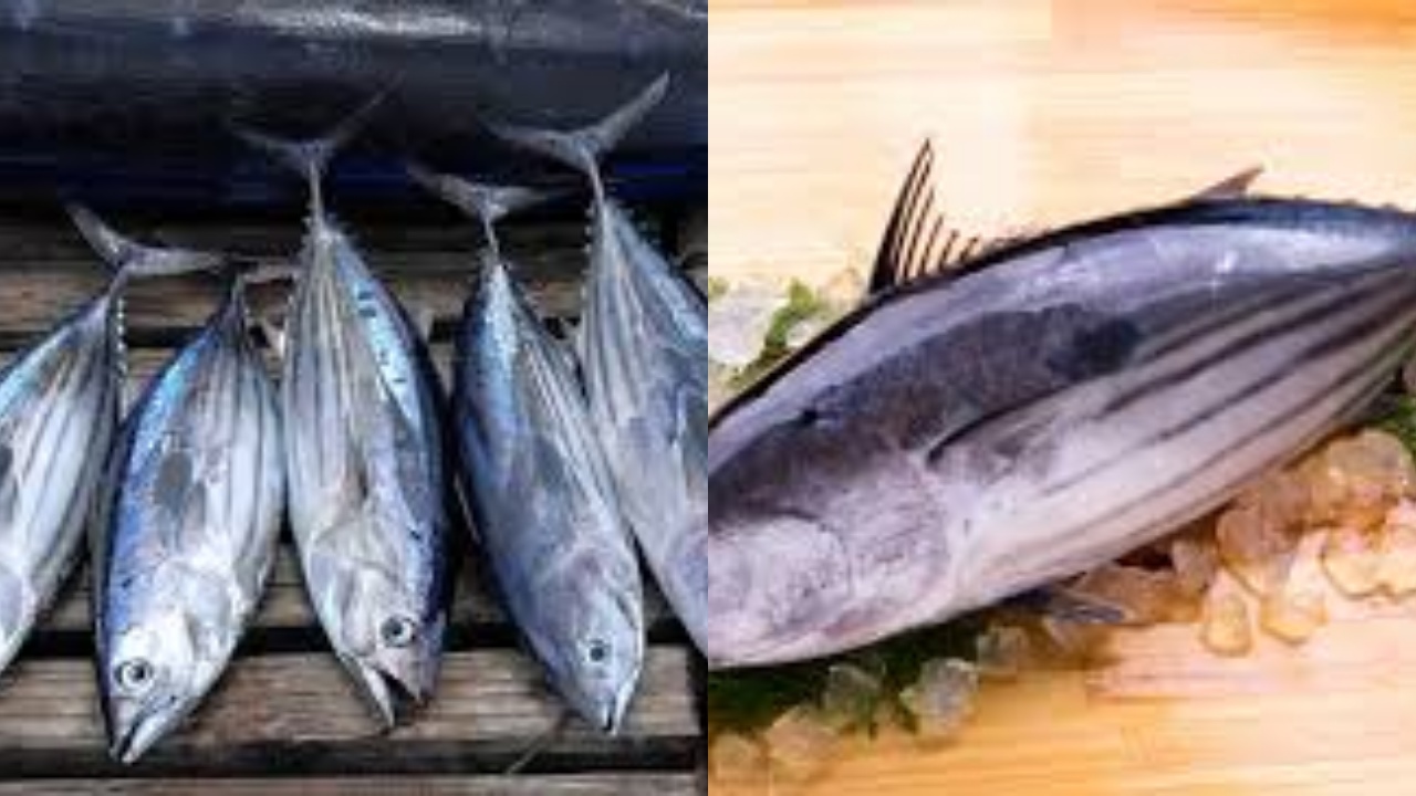 Mengenal Ikan Cakalang: Rasa Khas, Gizi Melimpah Yang Luar Biasa Untuk Kesehatan Tubuh 