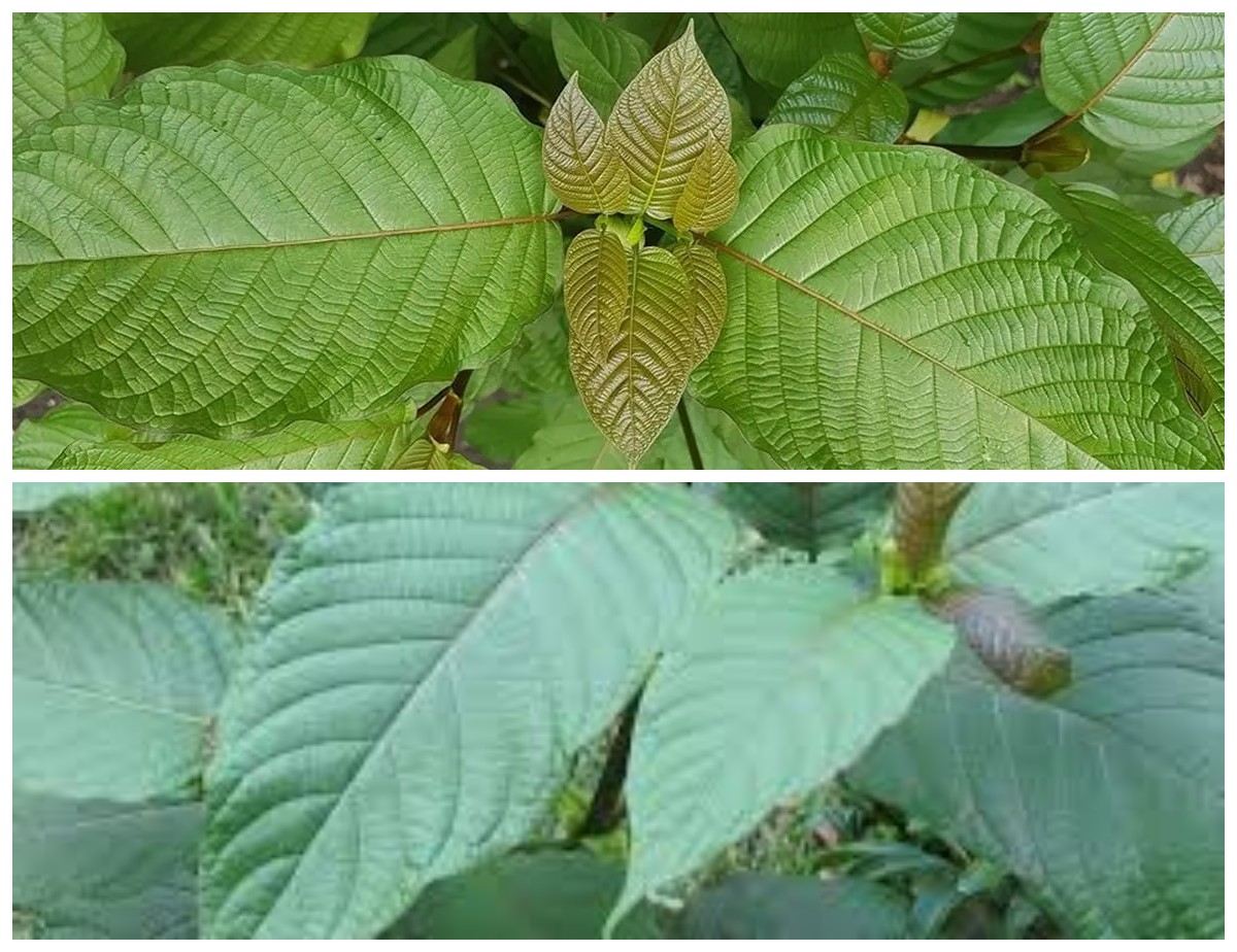 7 Fakta Penting tentang Daun Kratom: Khasiat Menakjubkan di Balik Tanaman Ajaib