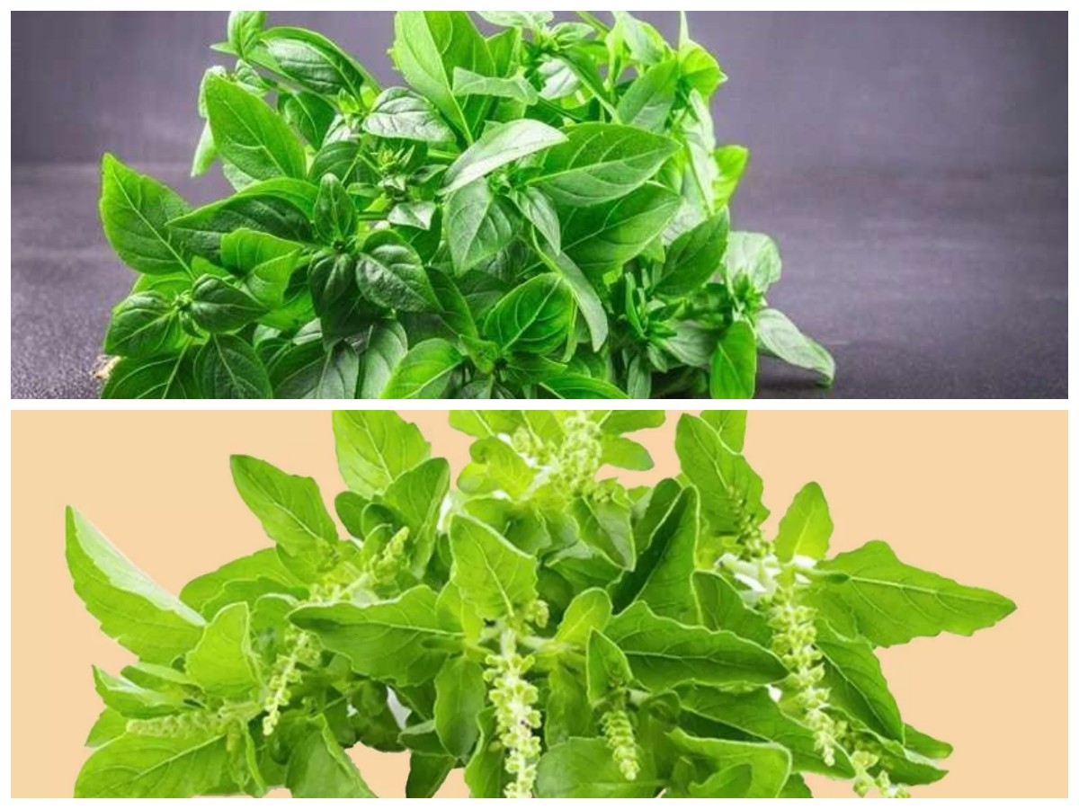 Khasiat Daun Kemangi untuk Menjaga Kesehatan Tubuh secara Alami