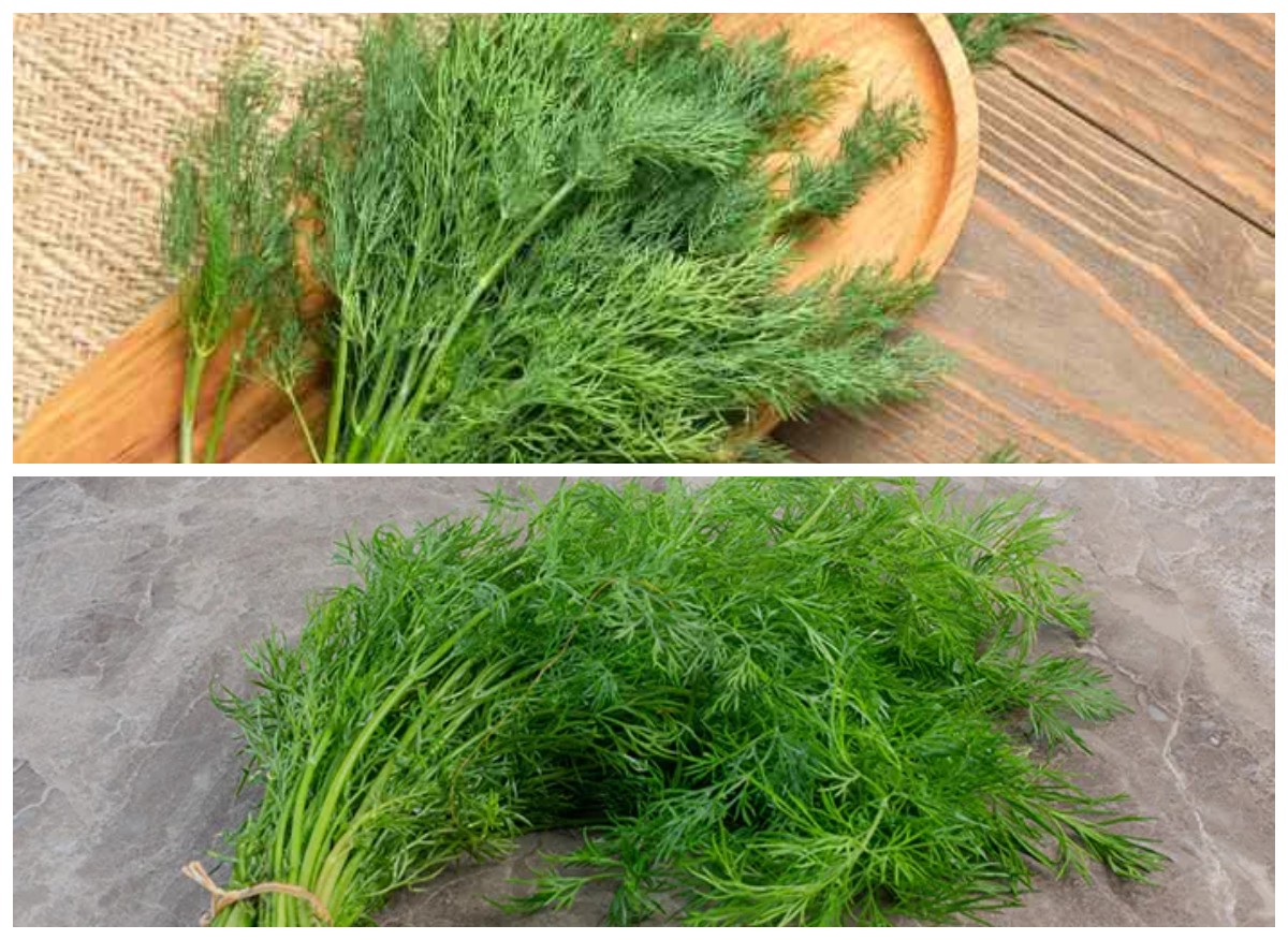 Manfaat Daun Dill bagi Kesehatan Tubuh: Herbal Kecil dengan Khasiat Besar!