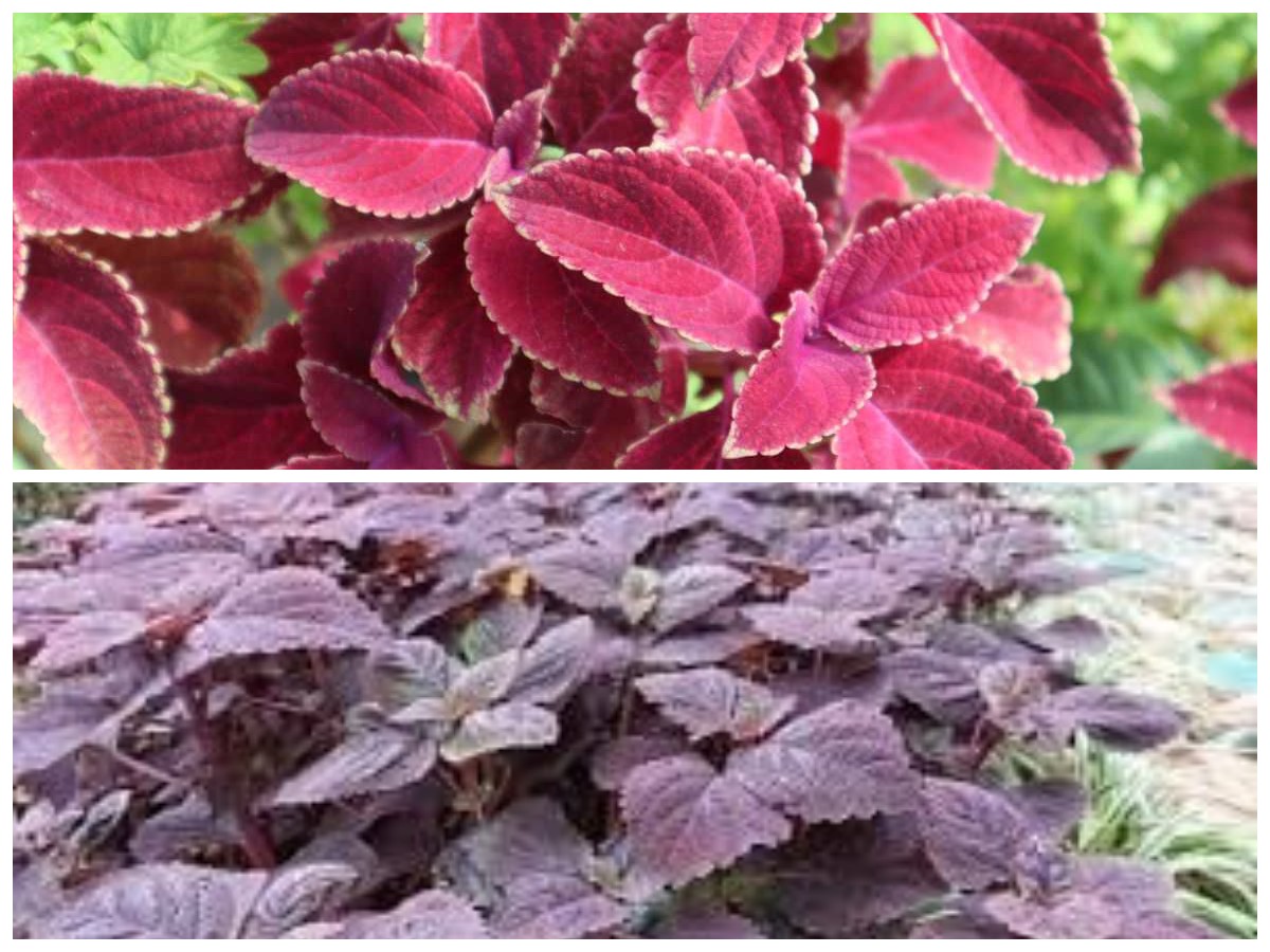 Mengungkap Khasiat Daun Miana: 7 Manfaat Tersembunyinya untuk Kesehatan