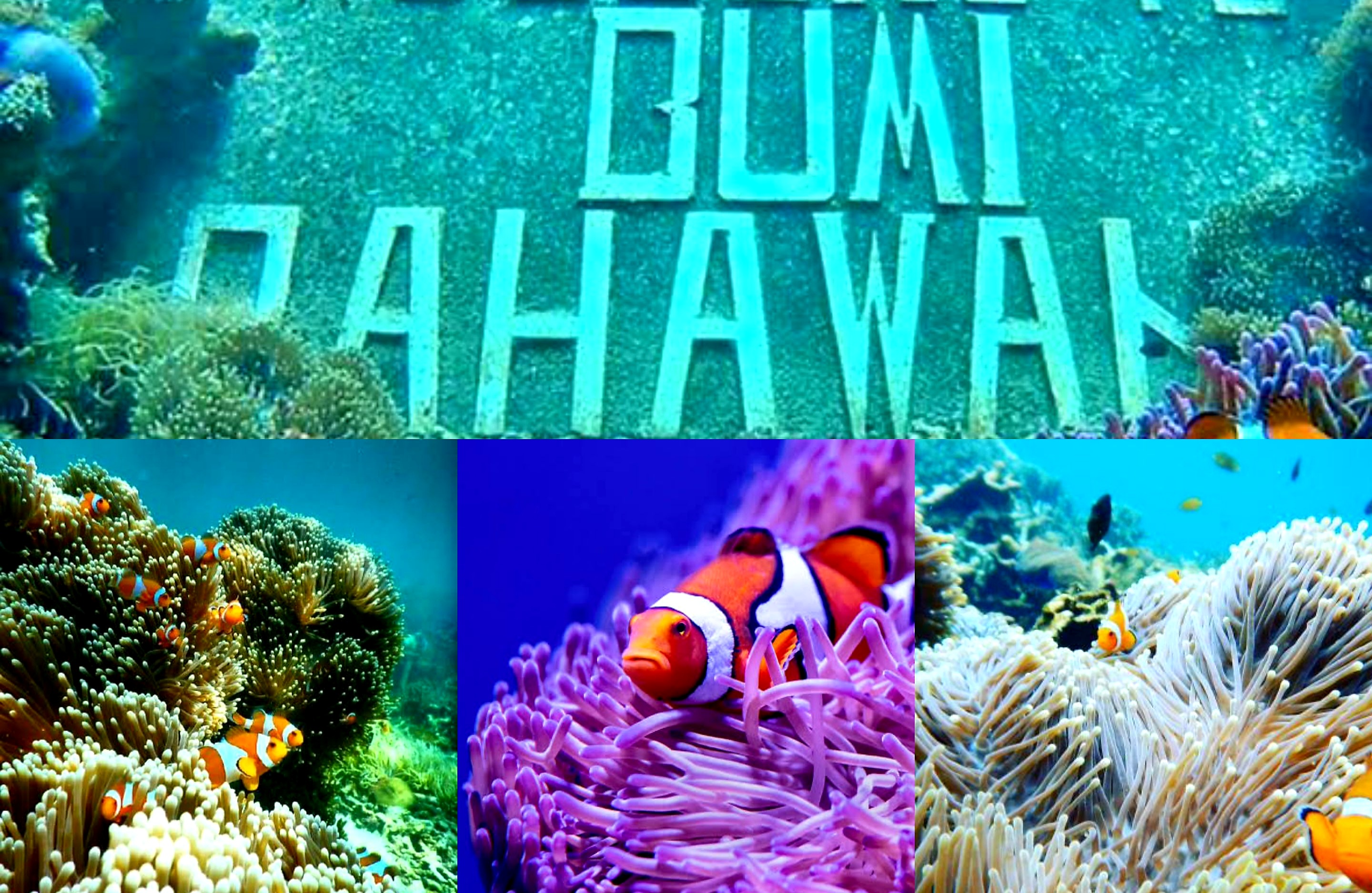 Destinasi menarik yang Bisa Diselami di Pahawang Island Lampung