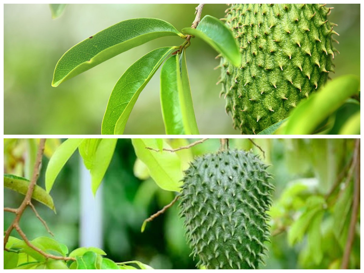 Sudah Terbukti! Ini Deretan Manfaat Daun Sirsak bagi Kesehatan Anda