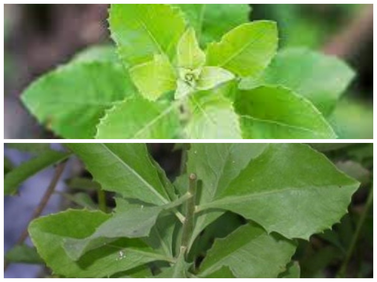 Lebih dari Sekadar Pengatur Gula Darah: 5 Khasiat Lain Daun Beluntas yang Perlu Kamu Tahu