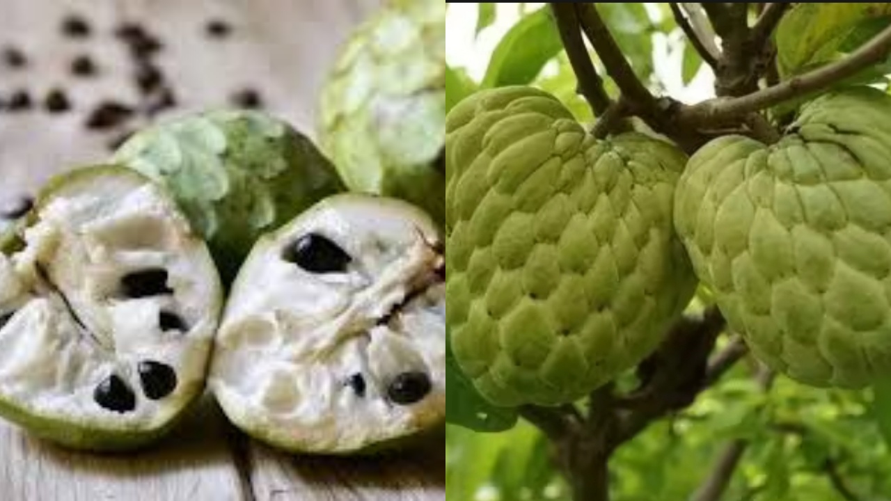 Srikaya: Buah Tropis yang Bisa Bikin Kamu Lebih Sehat Dan Awet Muda