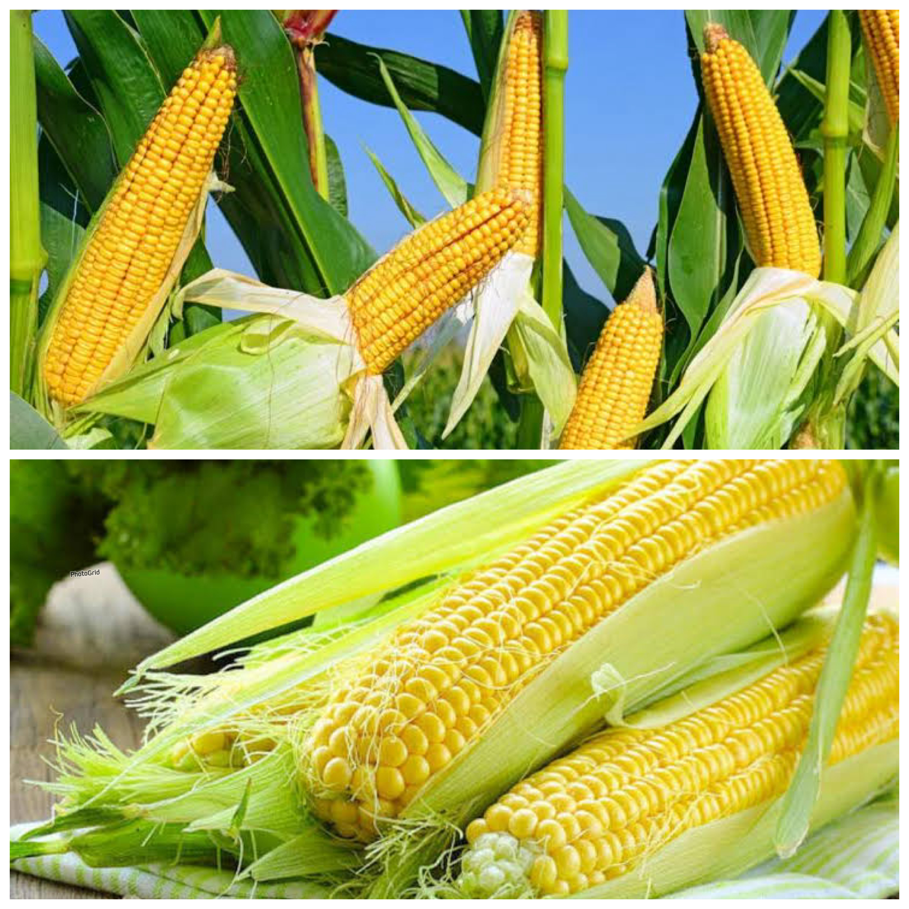 Manfaat Jagung bagi Kesehatan Tubuh: Sumber Nutrisi Penting yang Sering Diabaikan!