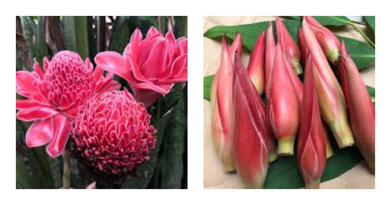 6 Manfaat Kecombrang untuk Kesehatan serta Cara Memilih dan Mengolahnya