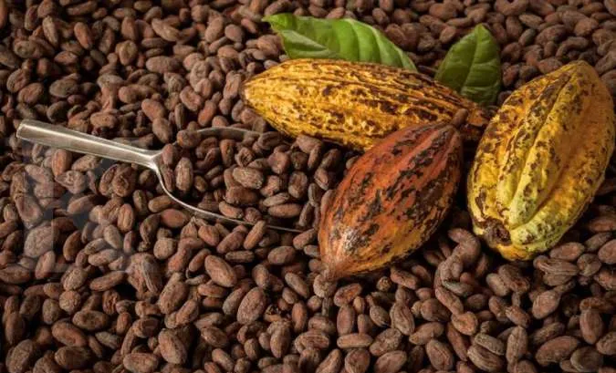 Kenapa Buah Kakao Baik untuk Kesehatan dan Vitalitas? Ini 5 Manfaat Hebatnya!