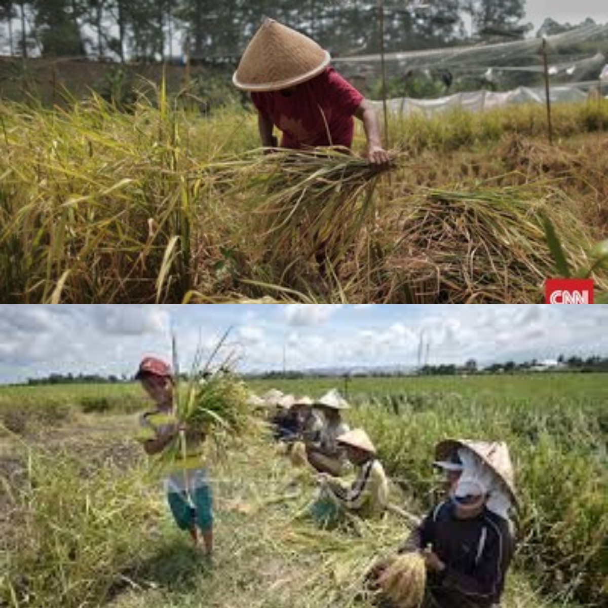 Ayo Ikut Meriahkan Tradisi Adat Menyambut Musim Panen di Desa