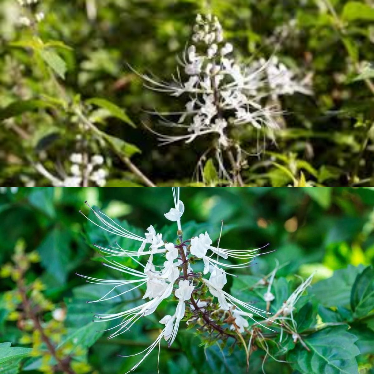 Inilah 10 Manfaat Kumis Kucing dan Cara Aman Mengonsumsinya Yang Harus Diketahui!