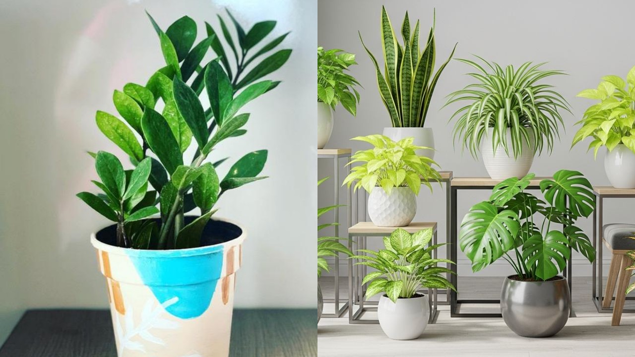 Inspirasi Tanaman Favorit Anak Muda untuk Sudut Rumah yang Cantik!