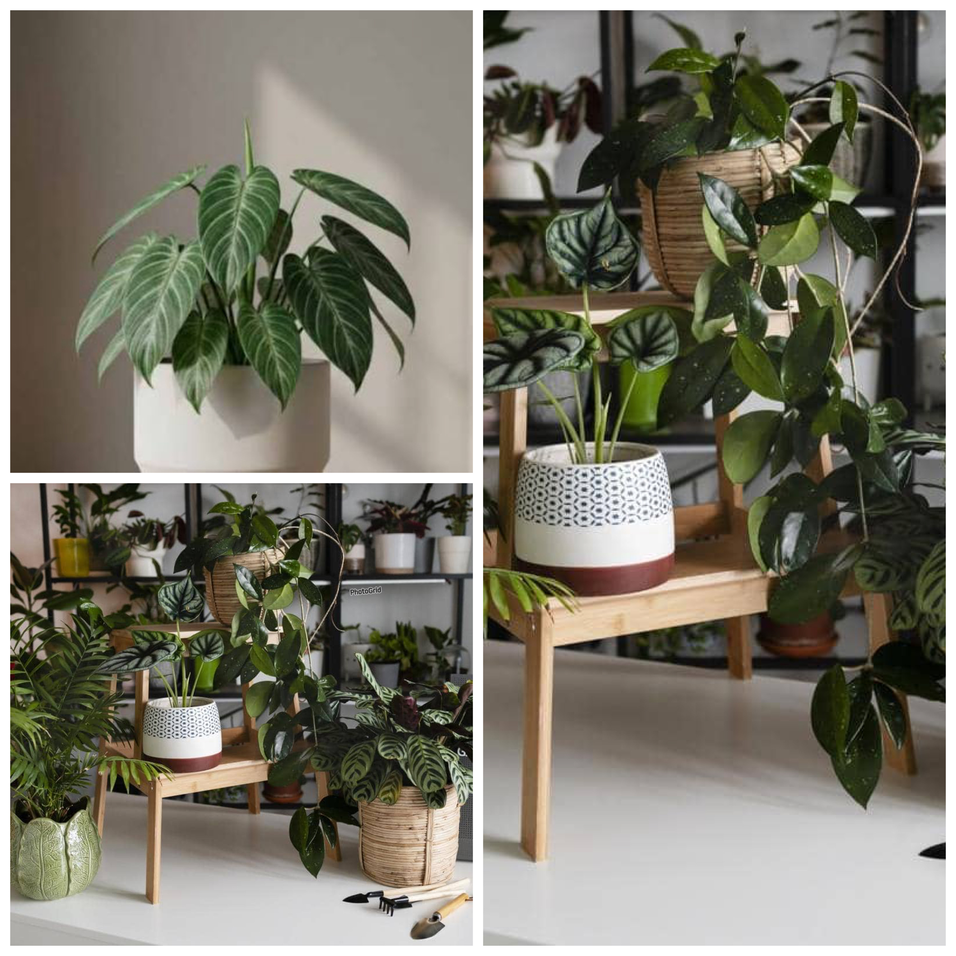 Indah Dipandang, Ternyata Beracun! 5 Tanaman Hias Berbunga yang Wajib Diwaspadai di Rumah!