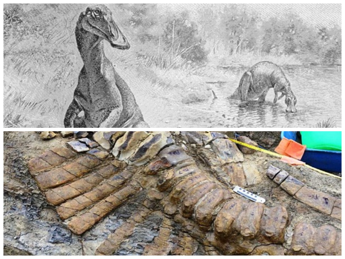 Perjalanan Waktu: Eksplorasi Fosil Ekor Hadrosaurus Berusia 72 Juta Tahun di Meksiko
