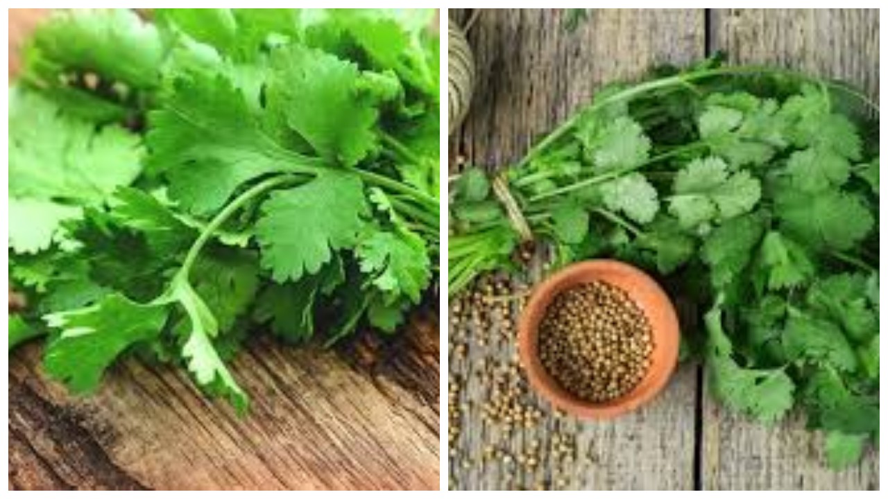 Manfaat Daun Ketumbar bagi Kesehatan