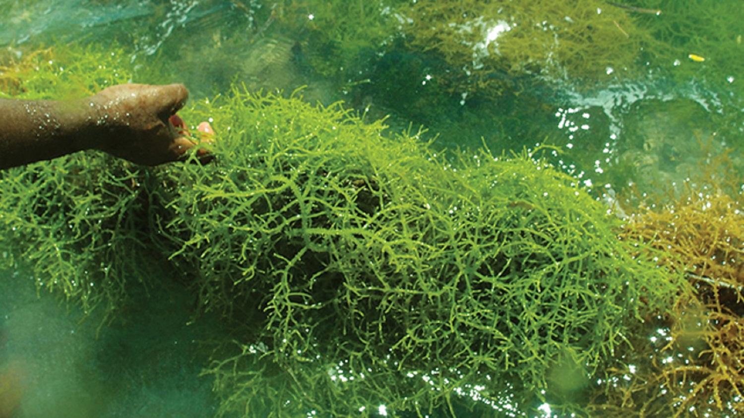 Ini 6 Manfaat Rumput Laut Untuk Kesehatan, Simak Sampai Abis Say 