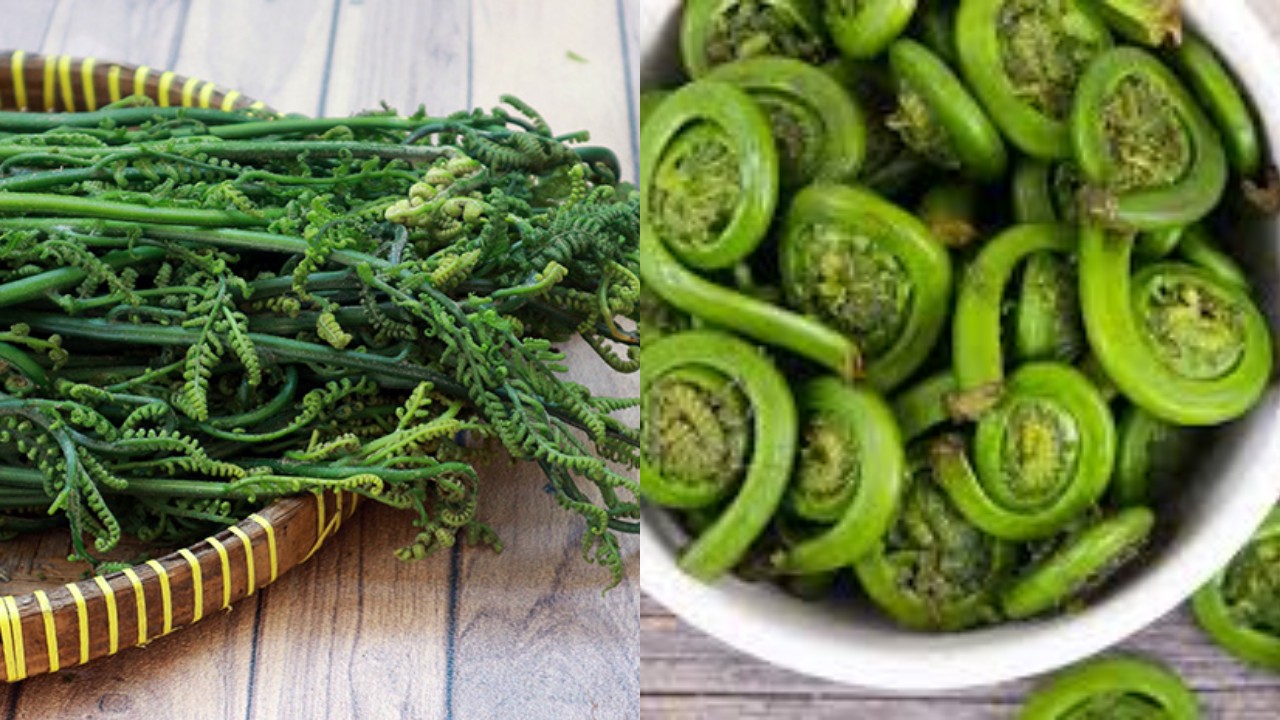 Simak! Inilah Manfaat Daun Pakis bagi Kesehatan Tubuh, Dengan Kandungan Vitamin