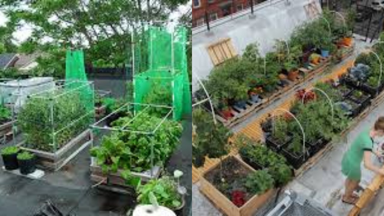 Ide Kreatif Manfaat Atap Rumahmu Jadi Kebun Sayuran dan Bunga di Lahan Sempit!