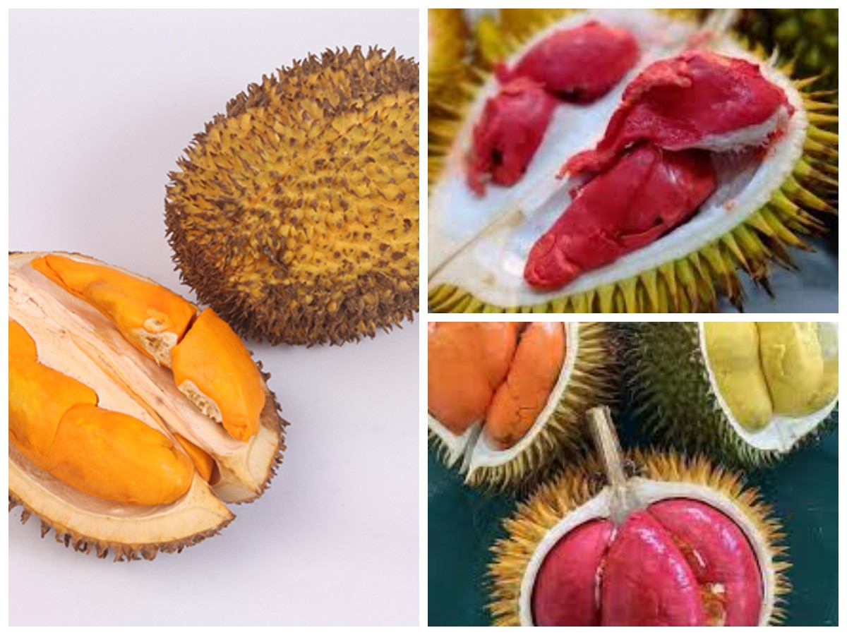 Kembaran Durian ? Inilah Sejuta Manfaat Dari Buah Lai untuk Kesehatan Tubuh!