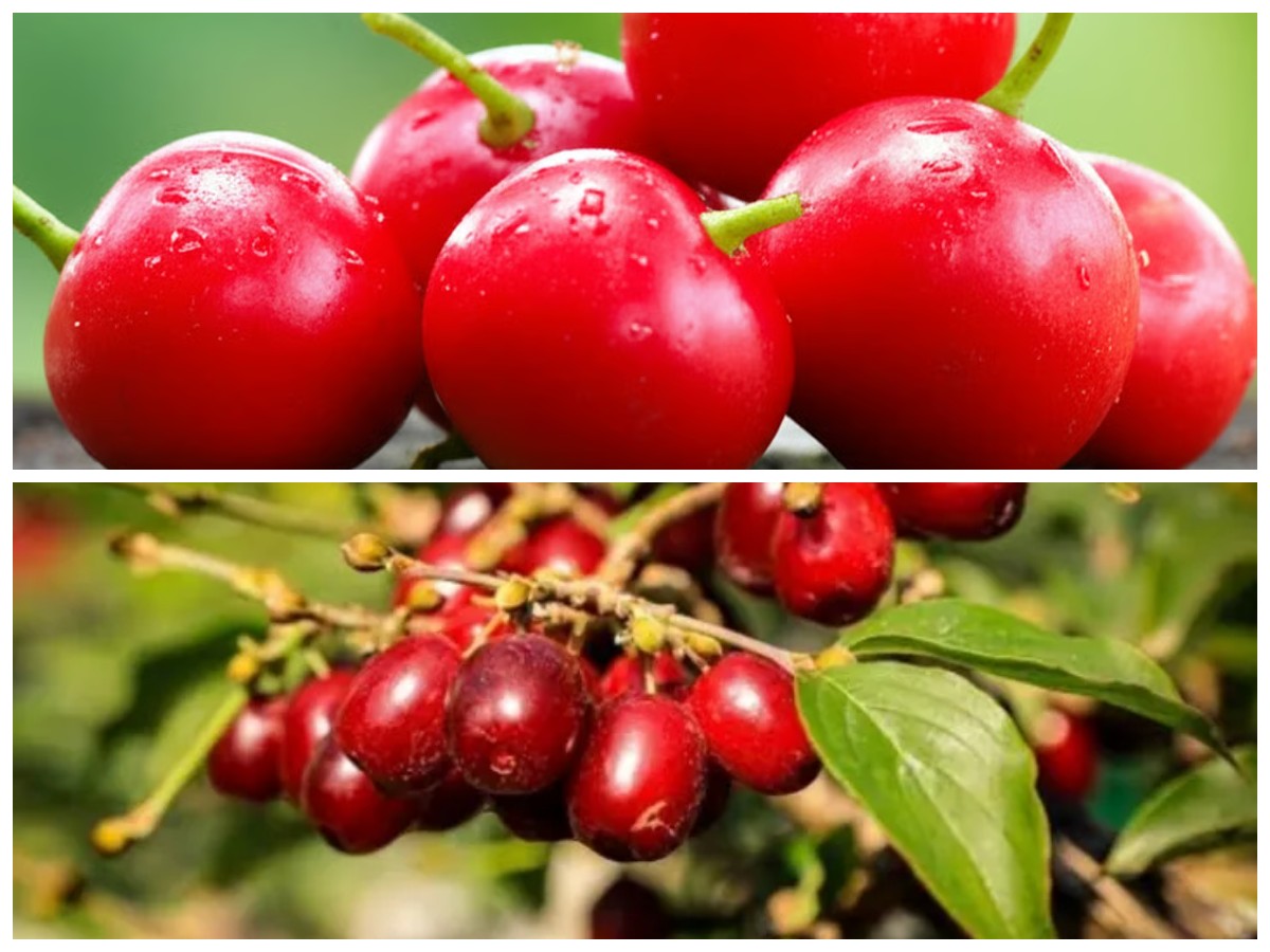 Manfaat Buah Kersen yang Wajib Kamu Ketahui untuk Kesehatan Optimal!