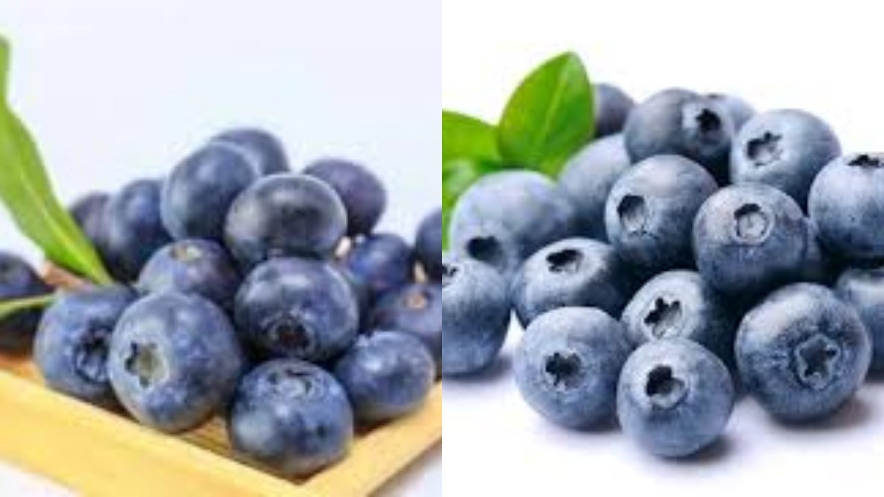 Intip 7 Manfaat Blueberry untuk Kesehatan Dibalik Rasanya yang Asam Manis