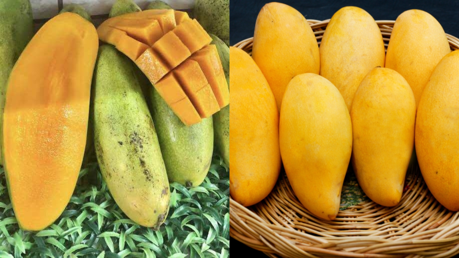 Semanis Rasanya! Inilah Beragam Manfaat Mangga Golek Untuk Kesehatan Tubuh