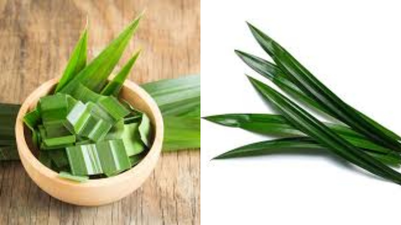 Berbagai Khasiat Daun Pandan Untuk Kesehatan Pria Yang Luar Biasa!