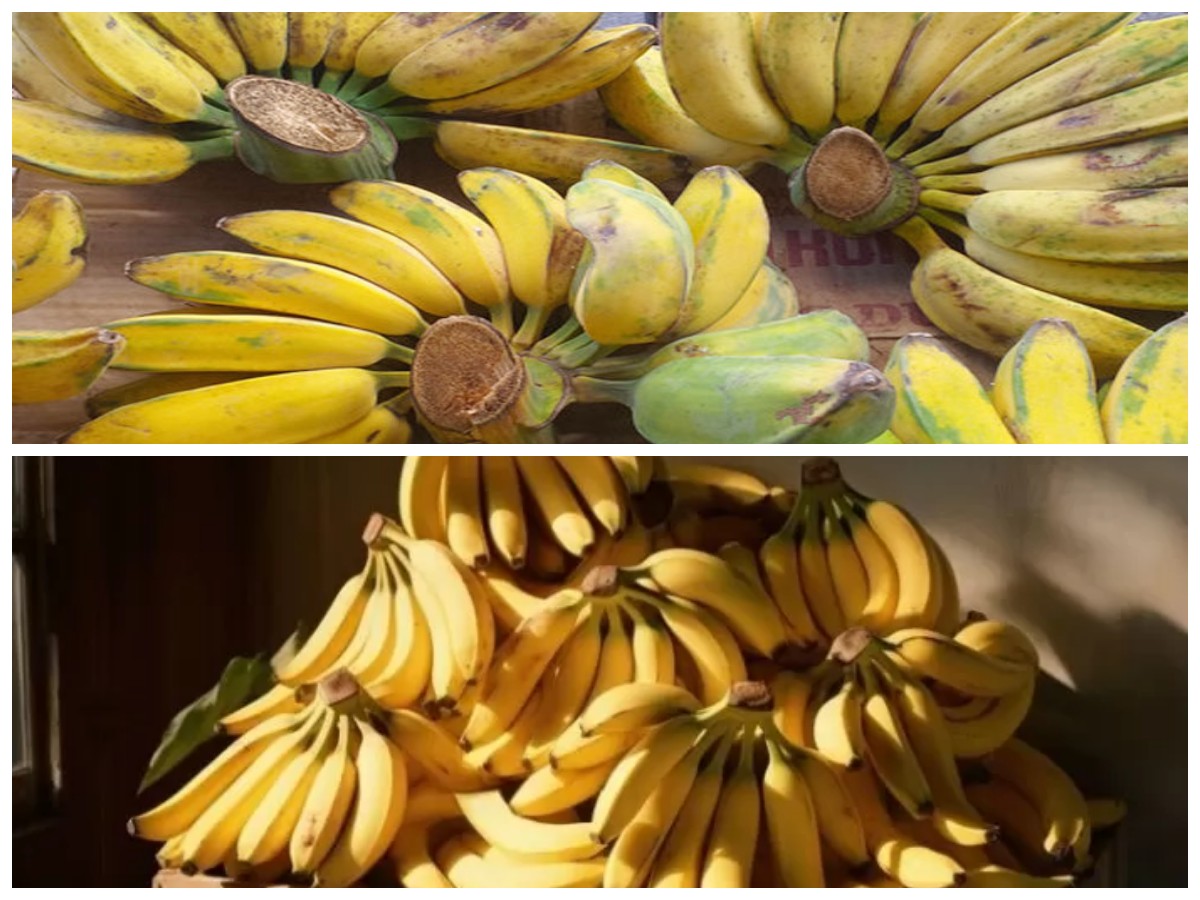 Pisang Kepok dan Kesehatan: Kenali Khasiat Alami dari Buah Tropis Serbaguna Ini!