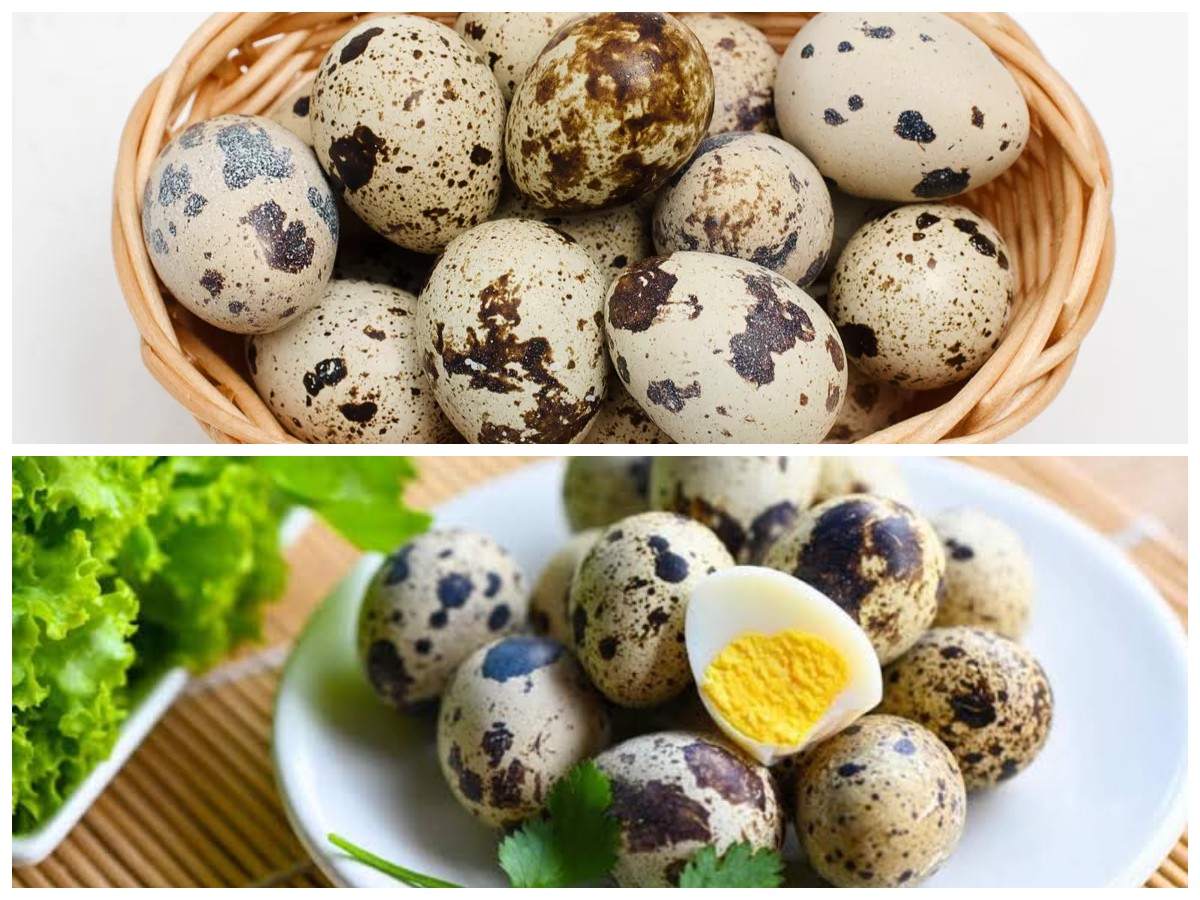 Rahasia Sehat di Balik Telur Puyuh: Yuk, Intip Kandungan dan Khasiatnya!