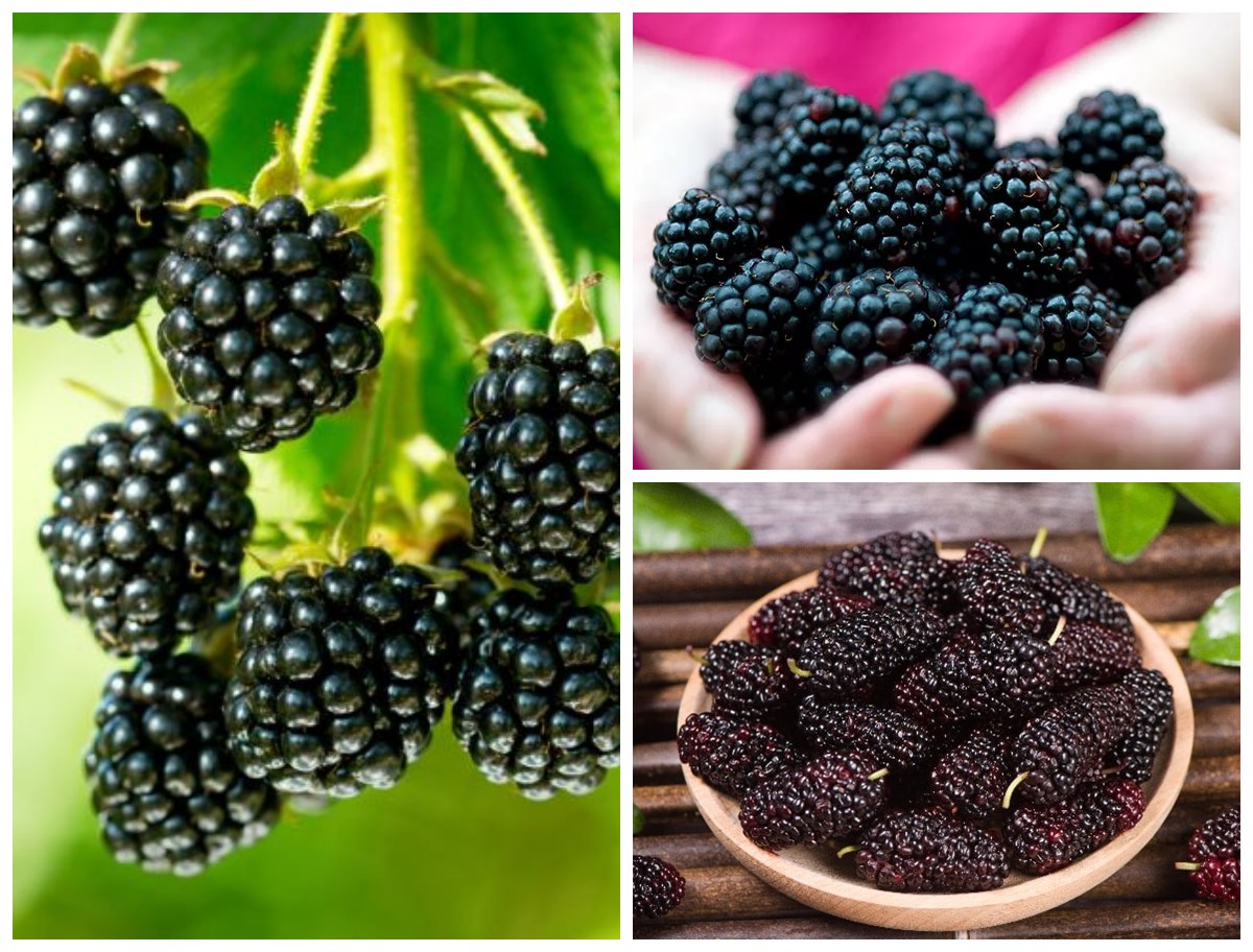 Manfaat Buah Blackberry bagi Kesehatan Tubuh: Si Hitam Kecil dengan Segudang Khasiat Super!