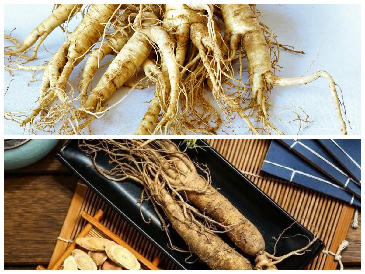 Gingseng: Rahasia Alami untuk Menyeimbangkan Gula Darah dan Tingkat Energi