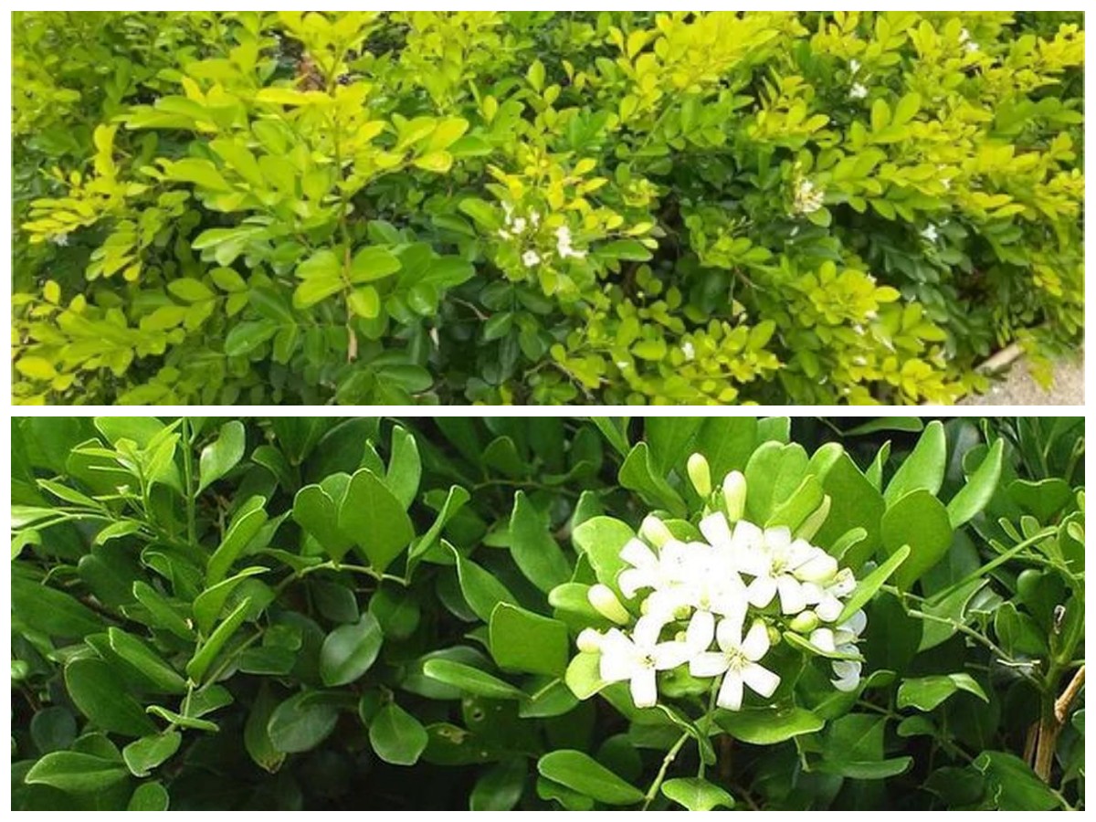 Manfaat Daun Kemuning bagi Tubuh: Solusi Alami untuk Rematik dan Kesehatan