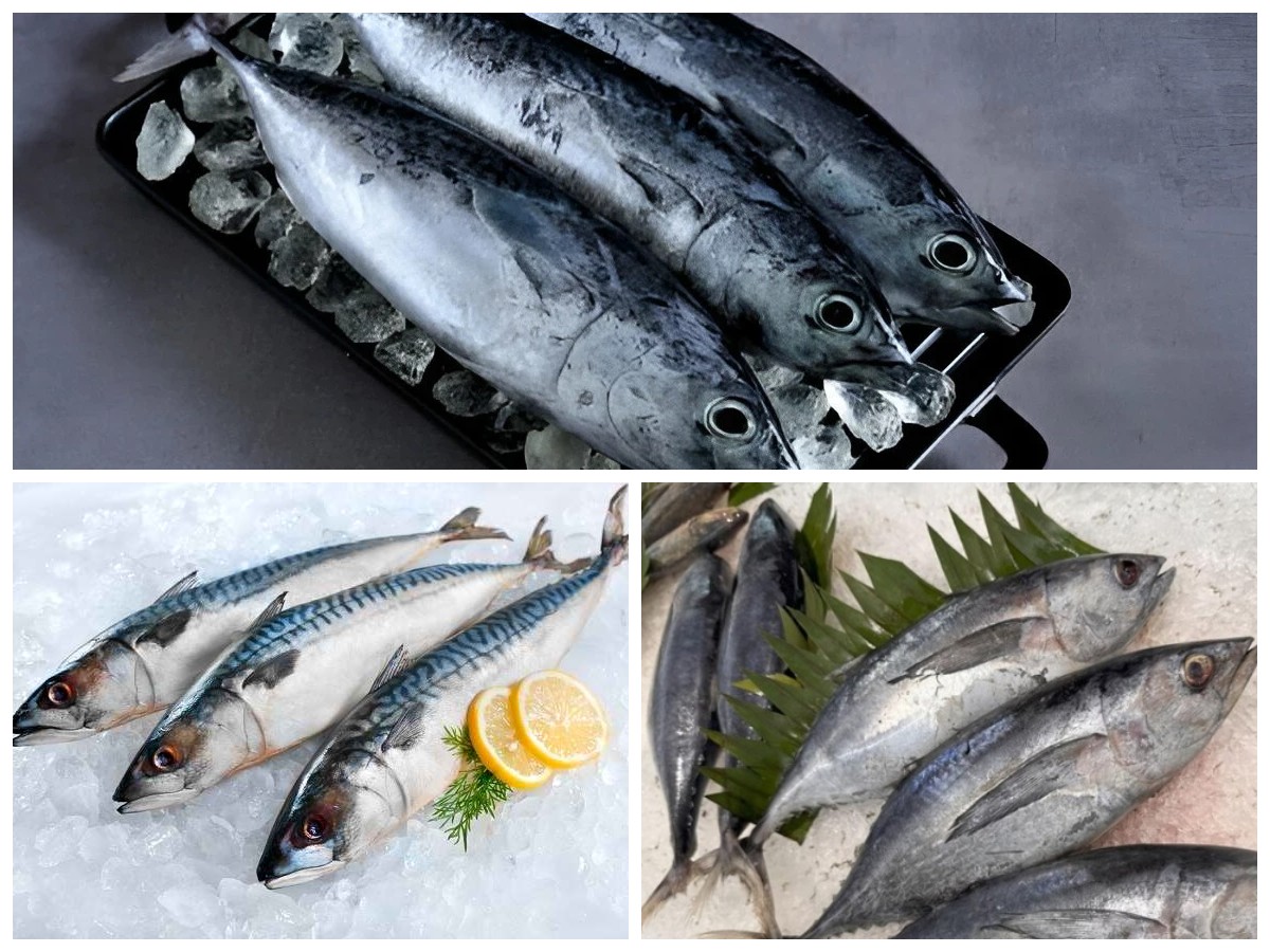 Manfaat Ikan Tongkol bagi Kesehatan: Sumber Nutrisi Tinggi untuk Tubuh yang Lebih Sehat!