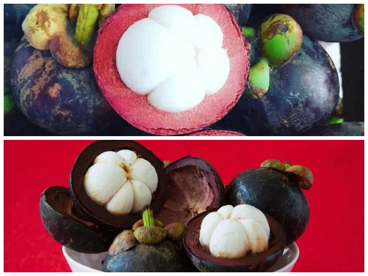 Kenali 5 Khasiat Buah Manggis untuk Kesehatan: Superfood Penuh Manfaat!
