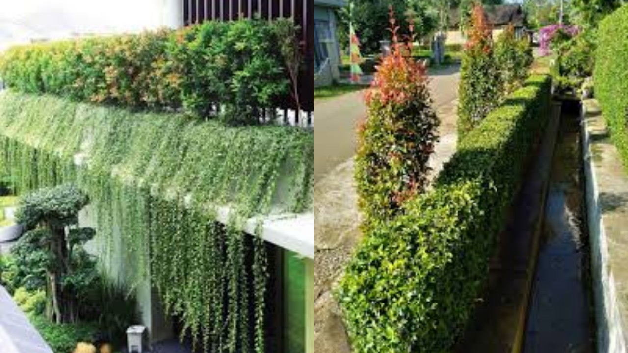 Tanaman Hias untuk Pagar Rumah, Cantik dan Mudah Dirawat!