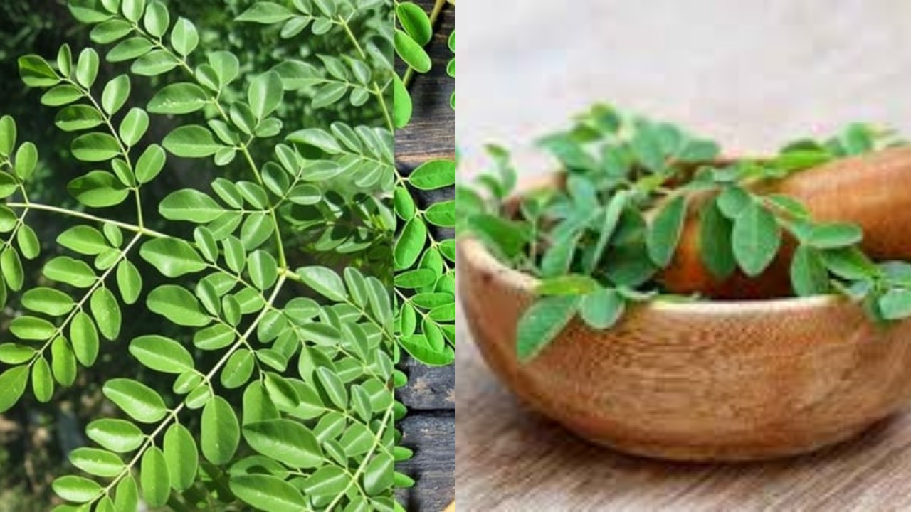 Kandungan dan Khasiat Daun Kelor, untuk Kesehatan Tubuh yang Jarang Diketahui!