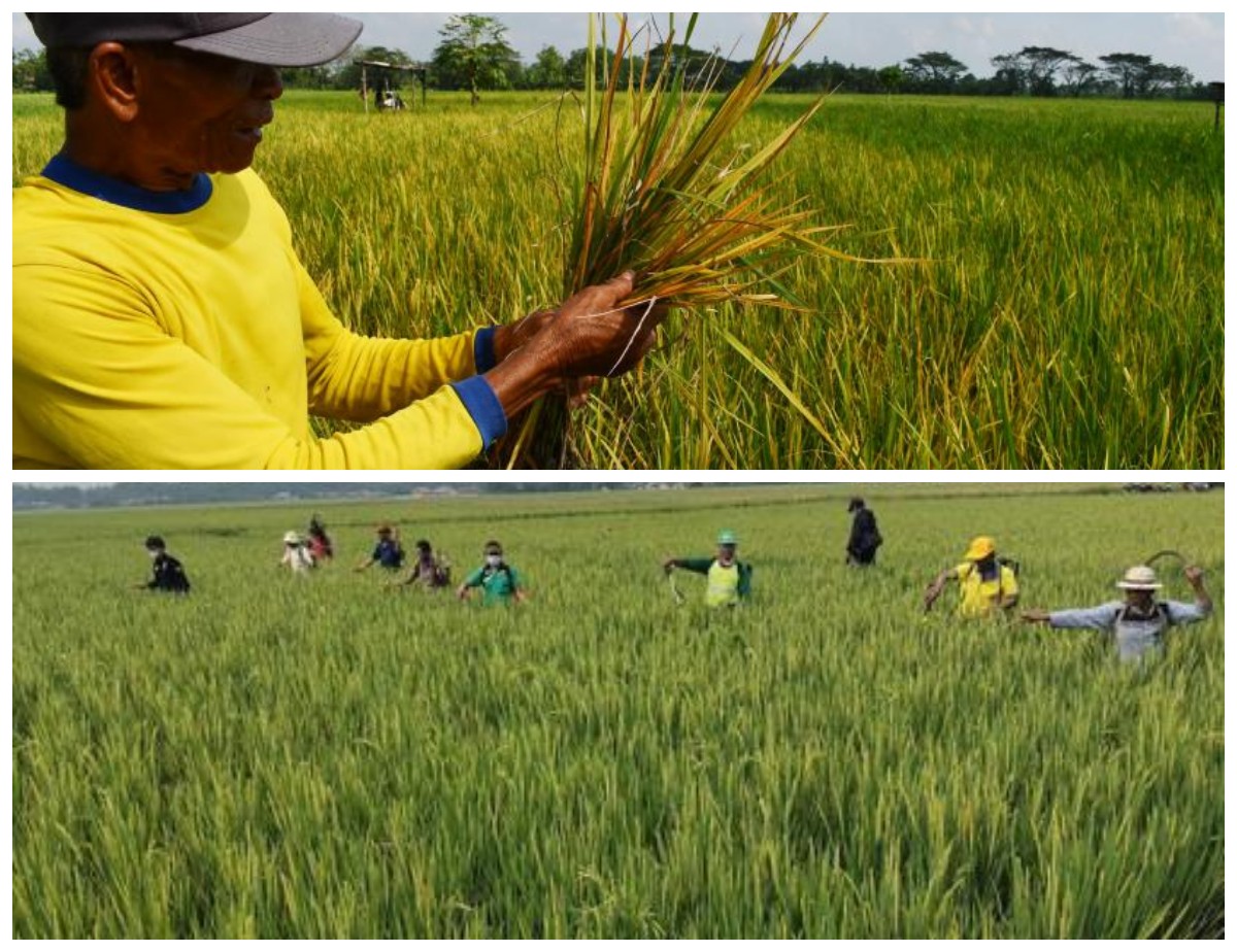 Sawah Mulai Menguning? Waspada! Ini 5 Cara Mengenali Serangan Hama Padi Sejak Dini Sebelum Gagal Panen